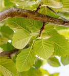 Park-Mehlbeere 'Henk Vink' - Sorbus latifolia 'Henk Vink'