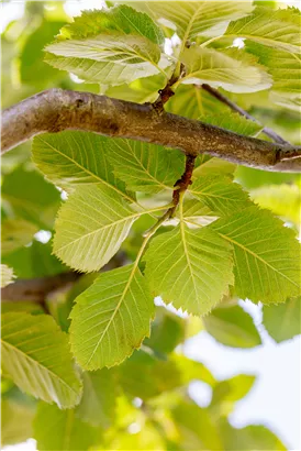 Park-Mehlbeere 'Henk Vink' - Sorbus latifolia 'Henk Vink'