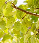 Park-Mehlbeere 'Henk Vink' - Sorbus latifolia 'Henk Vink'