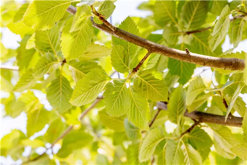 Park-Mehlbeere 'Henk Vink' - Sorbus latifolia 'Henk Vink'