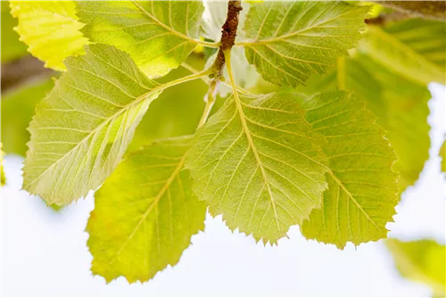 Park-Mehlbeere 'Henk Vink' - Sorbus latifolia 'Henk Vink'