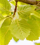 Park-Mehlbeere 'Henk Vink' - Sorbus latifolia 'Henk Vink'