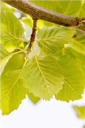 Park-Mehlbeere 'Henk Vink' - Sorbus latifolia 'Henk Vink'