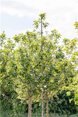 Park-Mehlbeere 'Henk Vink' - Sorbus latifolia 'Henk Vink'