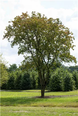 Eschenahorn - Acer negundo