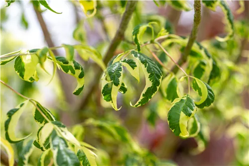 Eschenahorn - Acer negundo