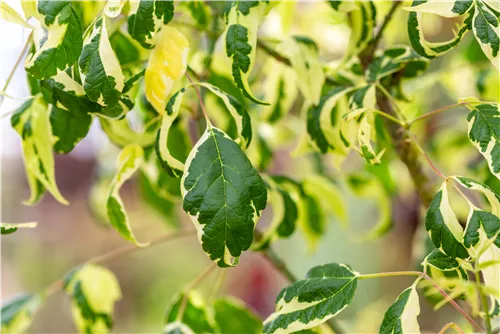 Eschenahorn - Acer negundo