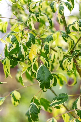 Eschenahorn - Acer negundo