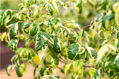 Eschenahorn - Acer negundo