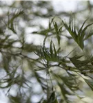 Kaisererle 'Imperialis' - Alnus glutinosa 'Imperialis'