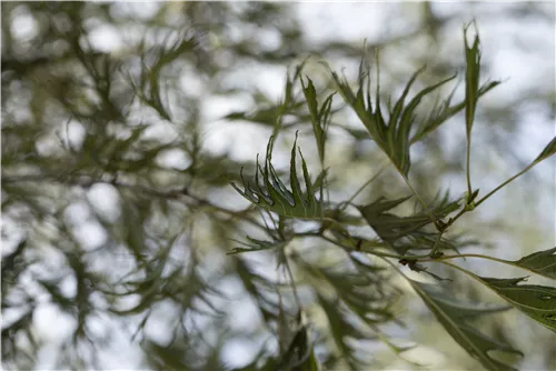 Kaisererle 'Imperialis' - Alnus glutinosa 'Imperialis'