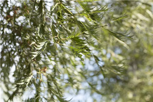 Kaisererle 'Imperialis' - Alnus glutinosa 'Imperialis'