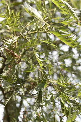 Kaisererle 'Imperialis' - Alnus glutinosa 'Imperialis'