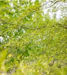 Kaisererle 'Imperialis' - Alnus glutinosa 'Imperialis'