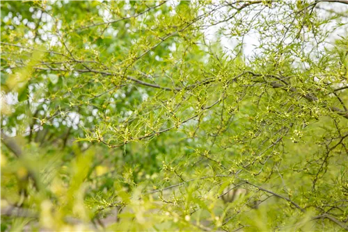 Kaisererle 'Imperialis' - Alnus glutinosa 'Imperialis'