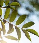 Eberesche - Sorbus serotina