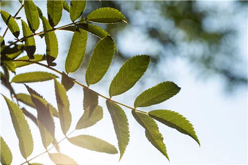 Eberesche - Sorbus serotina