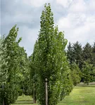 Säulen-Zitterpappel - Populus tremula 'Erecta'