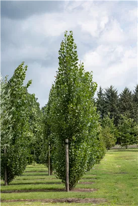 Säulen-Zitterpappel - Populus tremula 'Erecta'