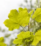 Schneeball-Ahorn - Acer opalus