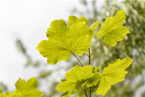 Schneeball-Ahorn - Acer opalus