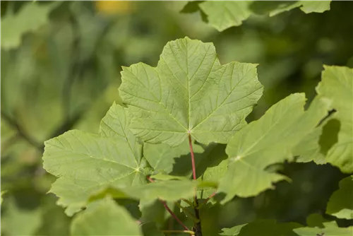 Schneeball-Ahorn - Acer opalus