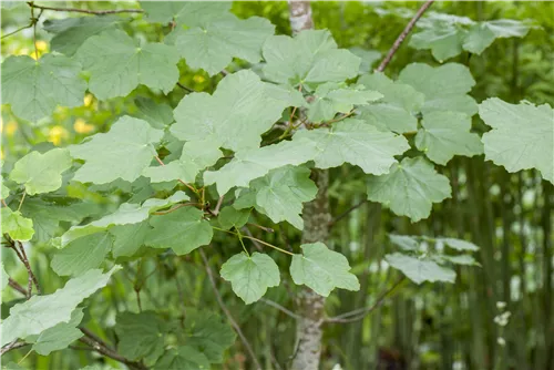 Schneeball-Ahorn - Acer opalus