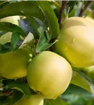 Apfel 'Golden Delicious' mittel - Malus 'Golden Delicious' CAC