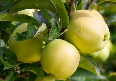 Malus 'Golden Delicious' CAC - Apfel 'Golden Delicious'