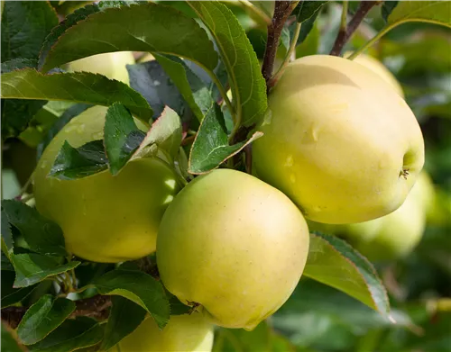 Apfel 'Golden Delicious' mittel - Malus 'Golden Delicious' CAC