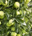 Apfel 'Golden Delicious' mittel - Malus 'Golden Delicious' CAC