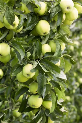 Apfel 'Golden Delicious' mittel - Malus 'Golden Delicious' CAC