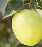 Apfel 'Golden Delicious' mittel - Malus 'Golden Delicious' CAC