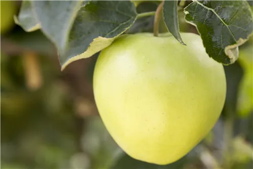 Apfel 'Golden Delicious' mittel - Malus 'Golden Delicious' CAC