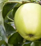 Apfel 'Golden Delicious' mittel - Malus 'Golden Delicious' CAC