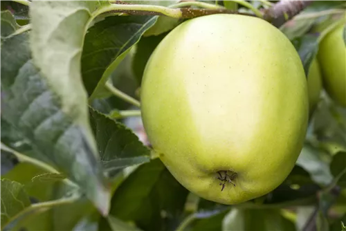 Apfel 'Golden Delicious' mittel - Malus 'Golden Delicious' CAC