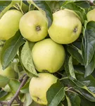 Apfel 'Golden Delicious' mittel - Malus 'Golden Delicious' CAC