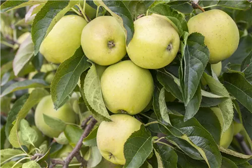 Apfel 'Golden Delicious' mittel - Malus 'Golden Delicious' CAC