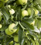 Apfel 'Golden Delicious' mittel - Malus 'Golden Delicious' CAC