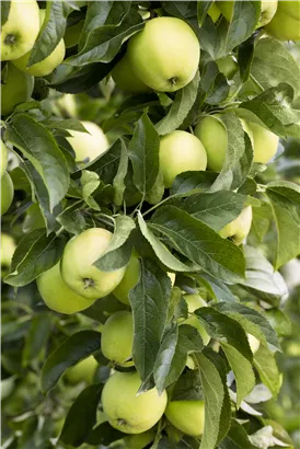 Apfel 'Golden Delicious' mittel - Malus 'Golden Delicious' CAC