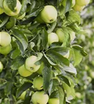 Apfel 'Golden Delicious' mittel - Malus 'Golden Delicious' CAC