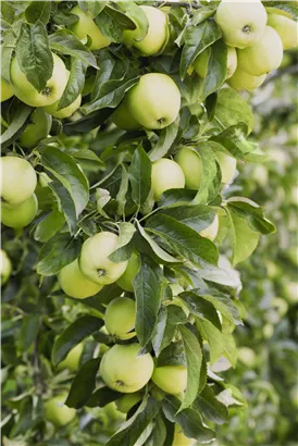 Apfel 'Golden Delicious' mittel - Malus 'Golden Delicious' CAC