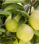 Apfel 'Golden Delicious' mittel - Malus 'Golden Delicious' CAC