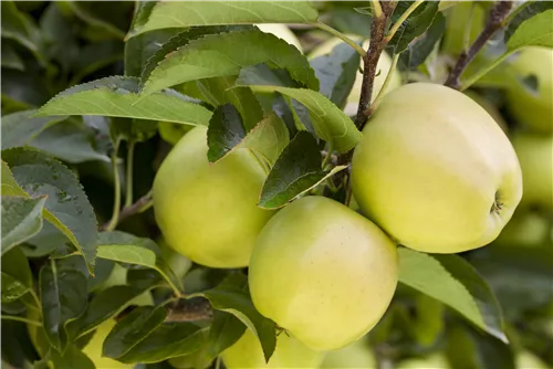 Apfel 'Golden Delicious' mittel - Malus 'Golden Delicious' CAC