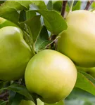 Apfel 'Golden Delicious' mittel - Malus 'Golden Delicious' CAC