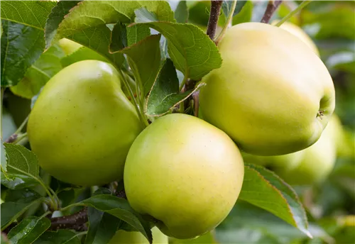 Apfel 'Golden Delicious' mittel - Malus 'Golden Delicious' CAC