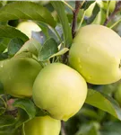 Apfel 'Golden Delicious' mittel - Malus 'Golden Delicious' CAC