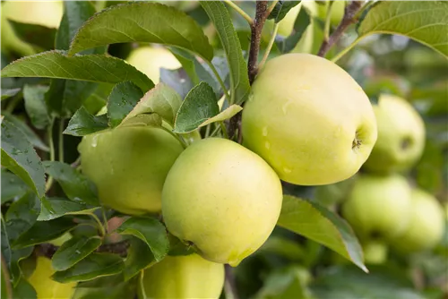 Apfel 'Golden Delicious' mittel - Malus 'Golden Delicious' CAC