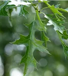 Scharlach-Eiche - Quercus coccinea