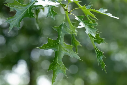 Scharlach-Eiche - Quercus coccinea